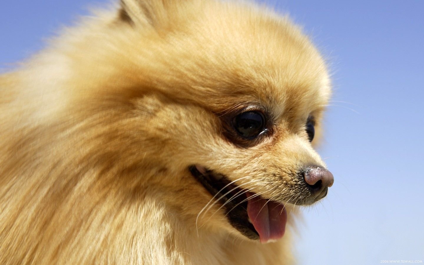 萌宠,汪星人,狗,卖萌,可爱,宠物,古灵精怪,儿童桌面专用