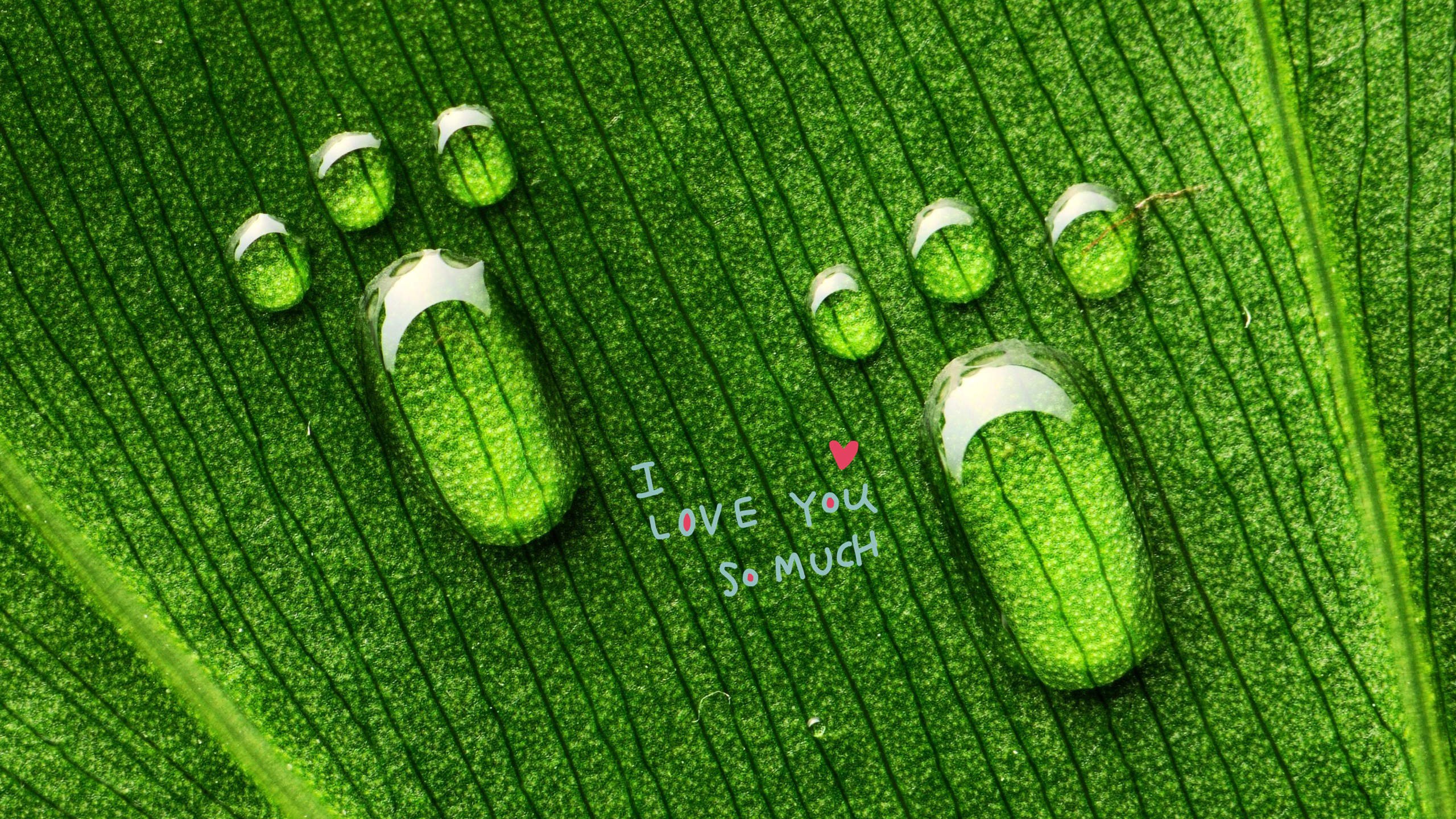 爱情美图,唯美温馨,树叶,露珠,爱你