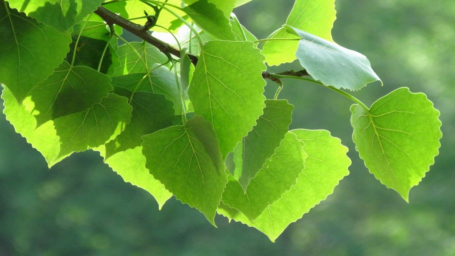 小清新,护眼壁纸,绿叶,1月25日,儿童桌面专用