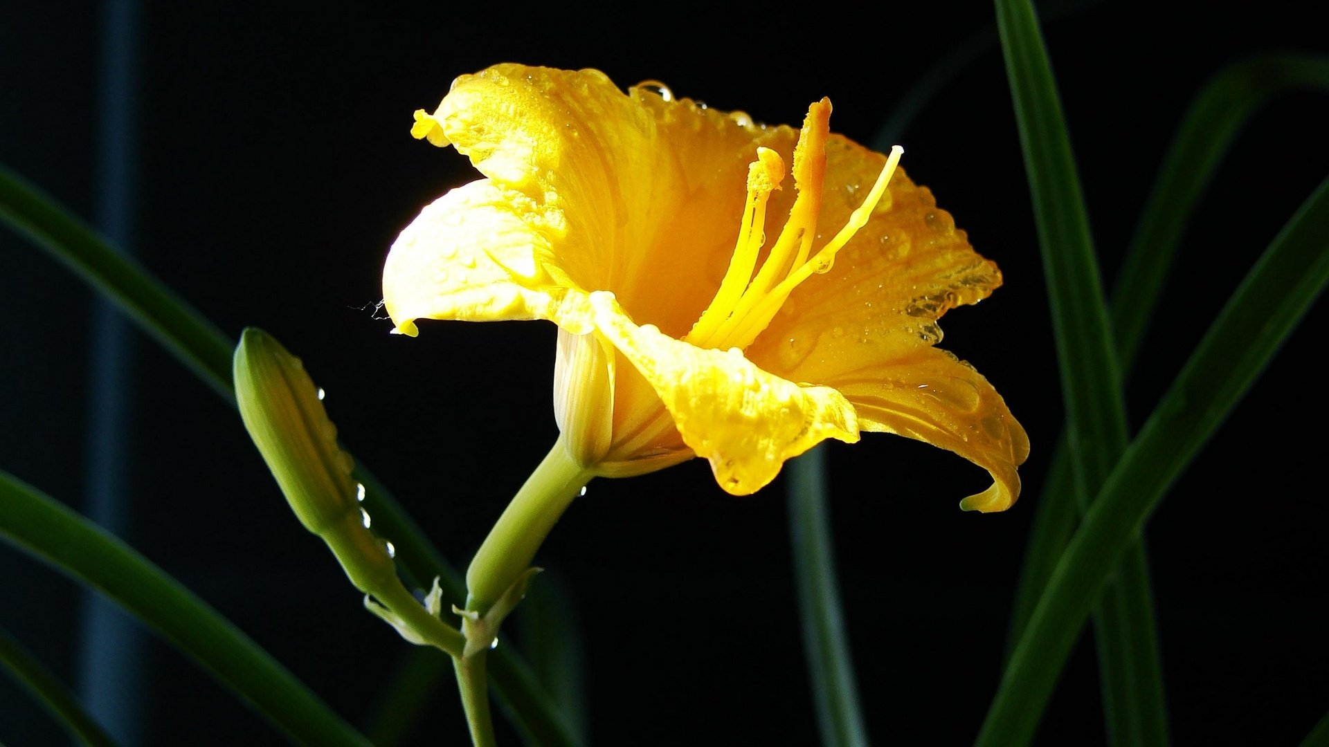 小清新,百合花,儿童桌面专用