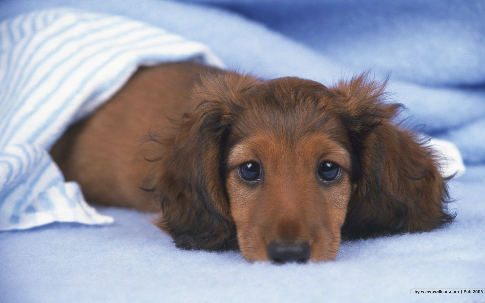 萌宠,汪星人,狗,卖萌,可爱,宠物,古灵精怪,儿童桌面专用