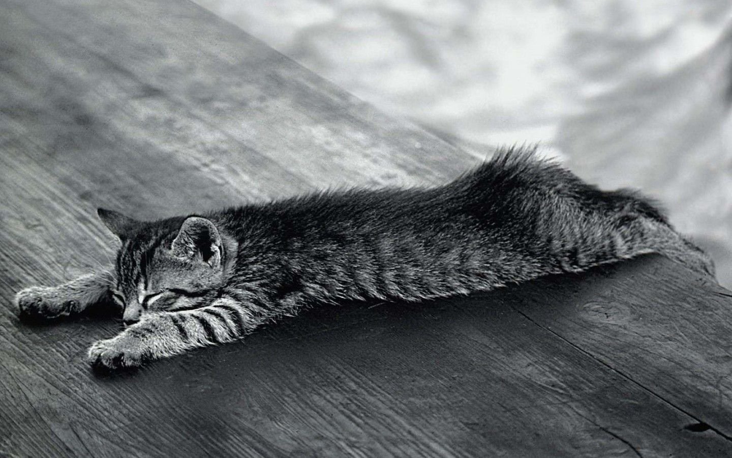 萌宠,喵星人,可爱,卖萌,古灵精怪,宠物,猫,憨态百出,搞笑图,儿童桌面专用