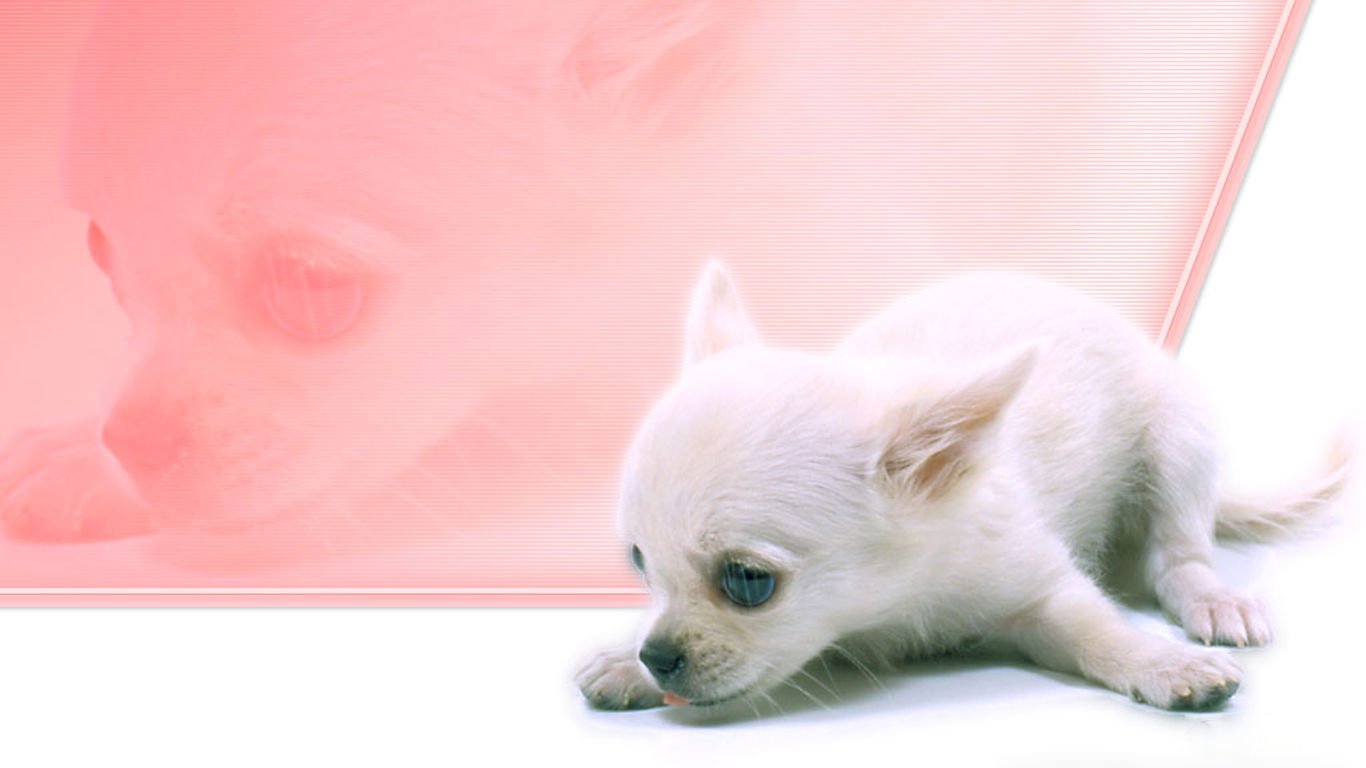 萌宠,汪星人,儿童桌面专用