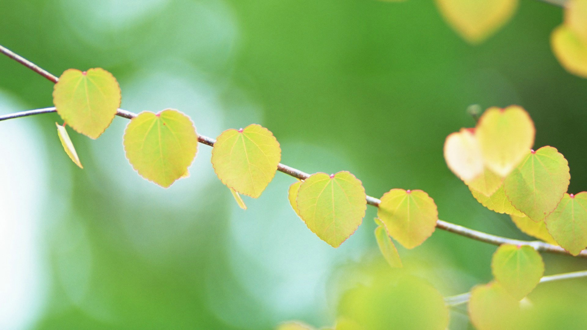 爱情美图,唯美温馨,叶子,爱心