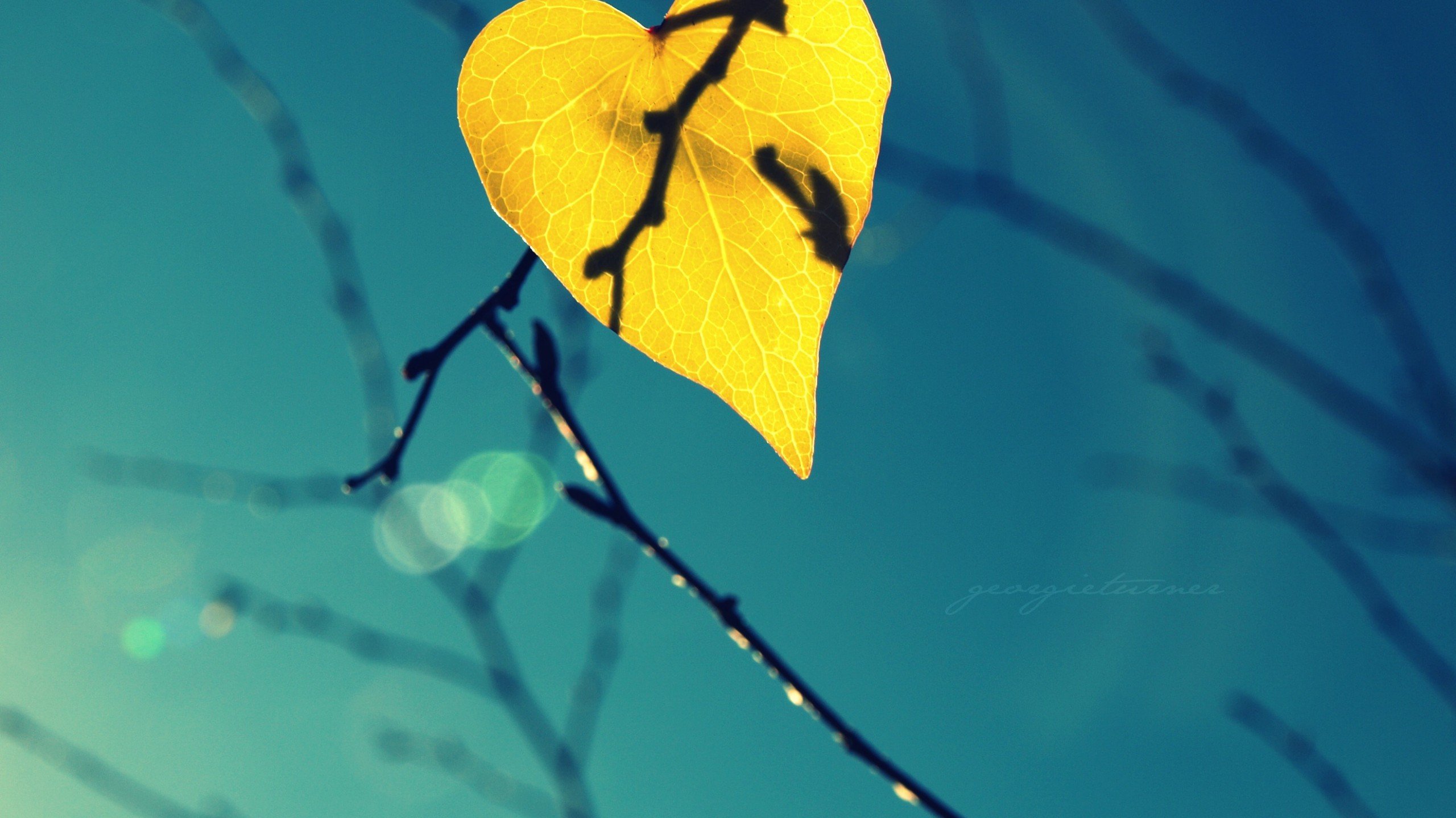 爱情美图,唯美温馨,叶子,心