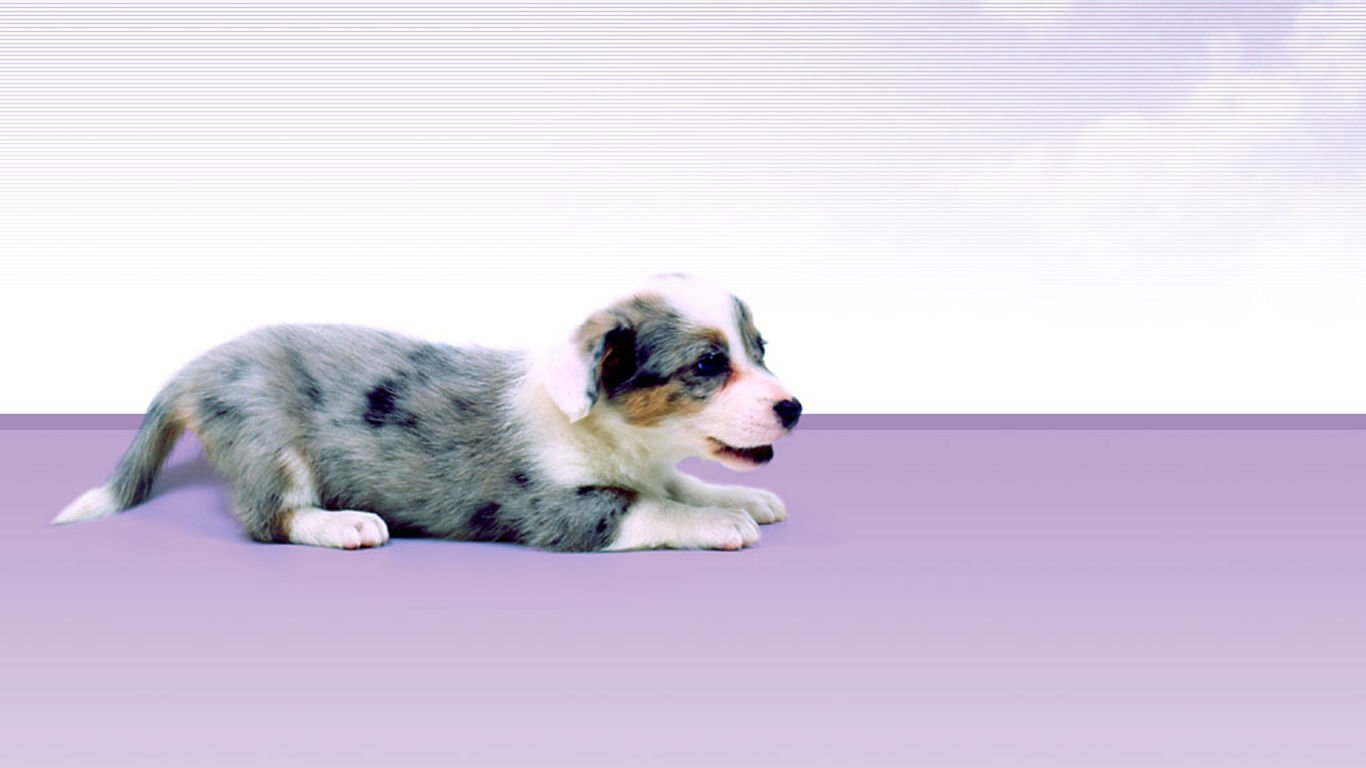 萌宠,汪星人,儿童桌面专用