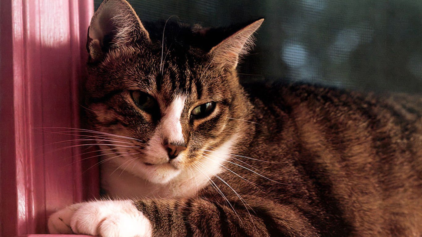 萌宠,喵星人,可爱,宠物,卖萌,猫,儿童桌面专用