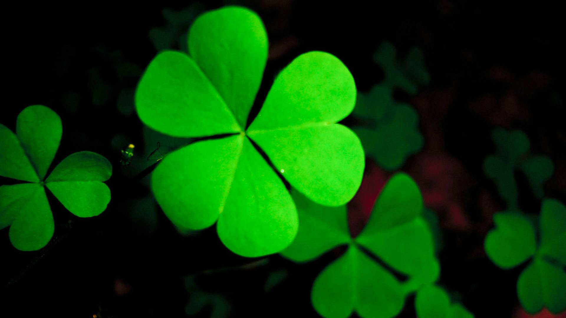 小清新,护眼壁纸,四叶草,幸运,儿童桌面专用