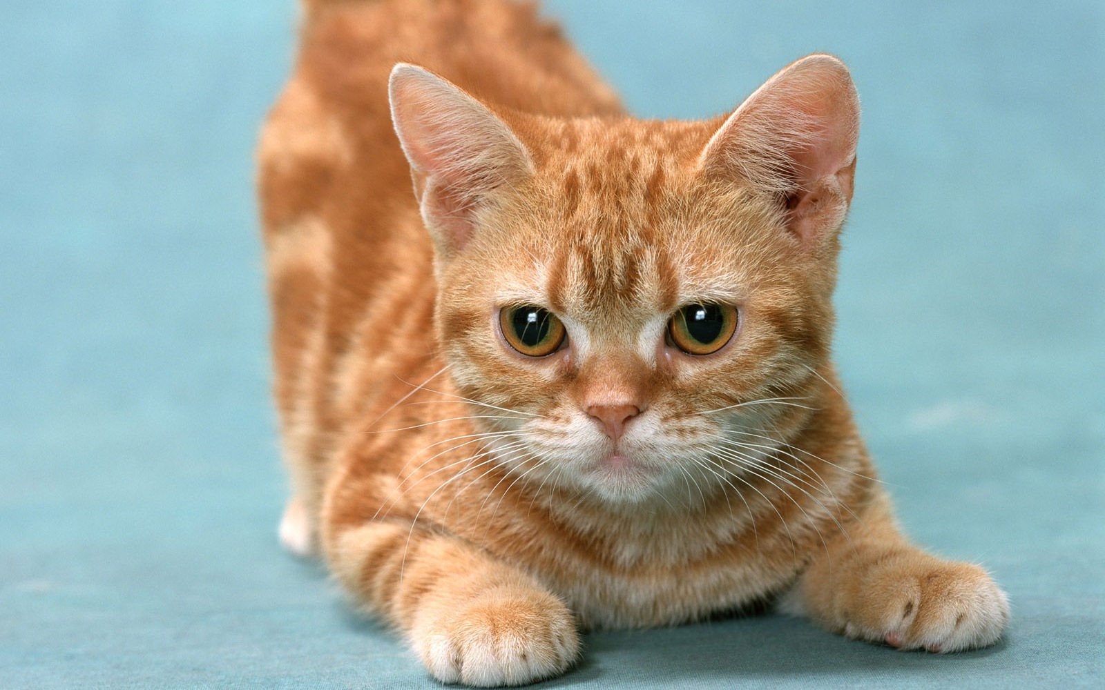 萌宠,喵星人,儿童桌面专用