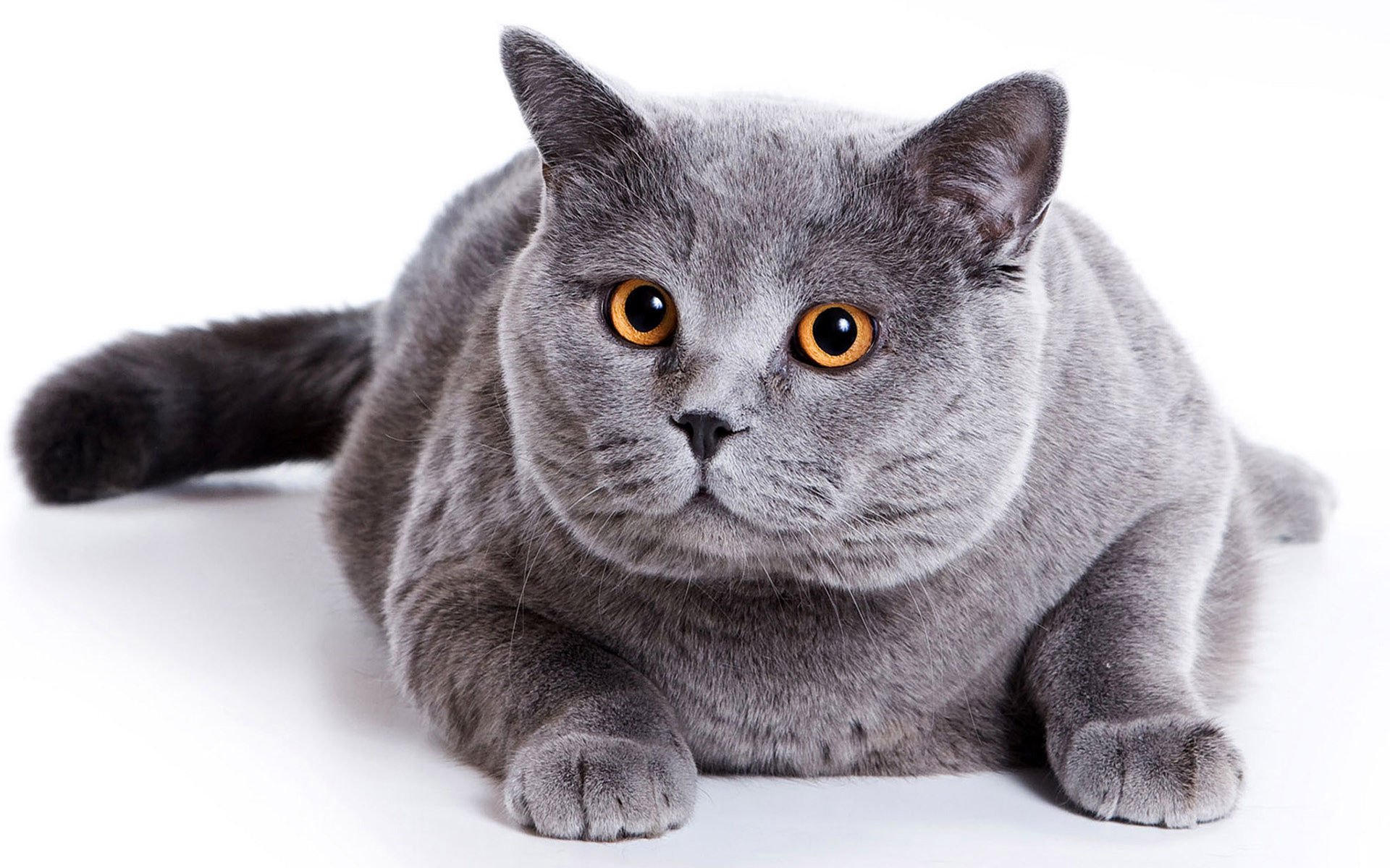 萌宠,喵星人,儿童桌面专用