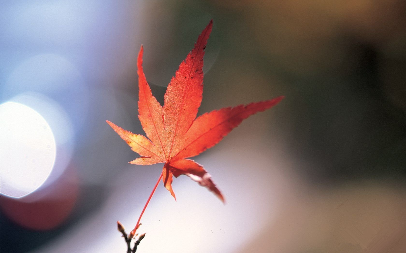 小清新,静物写真,树叶,1月21日,儿童桌面专用