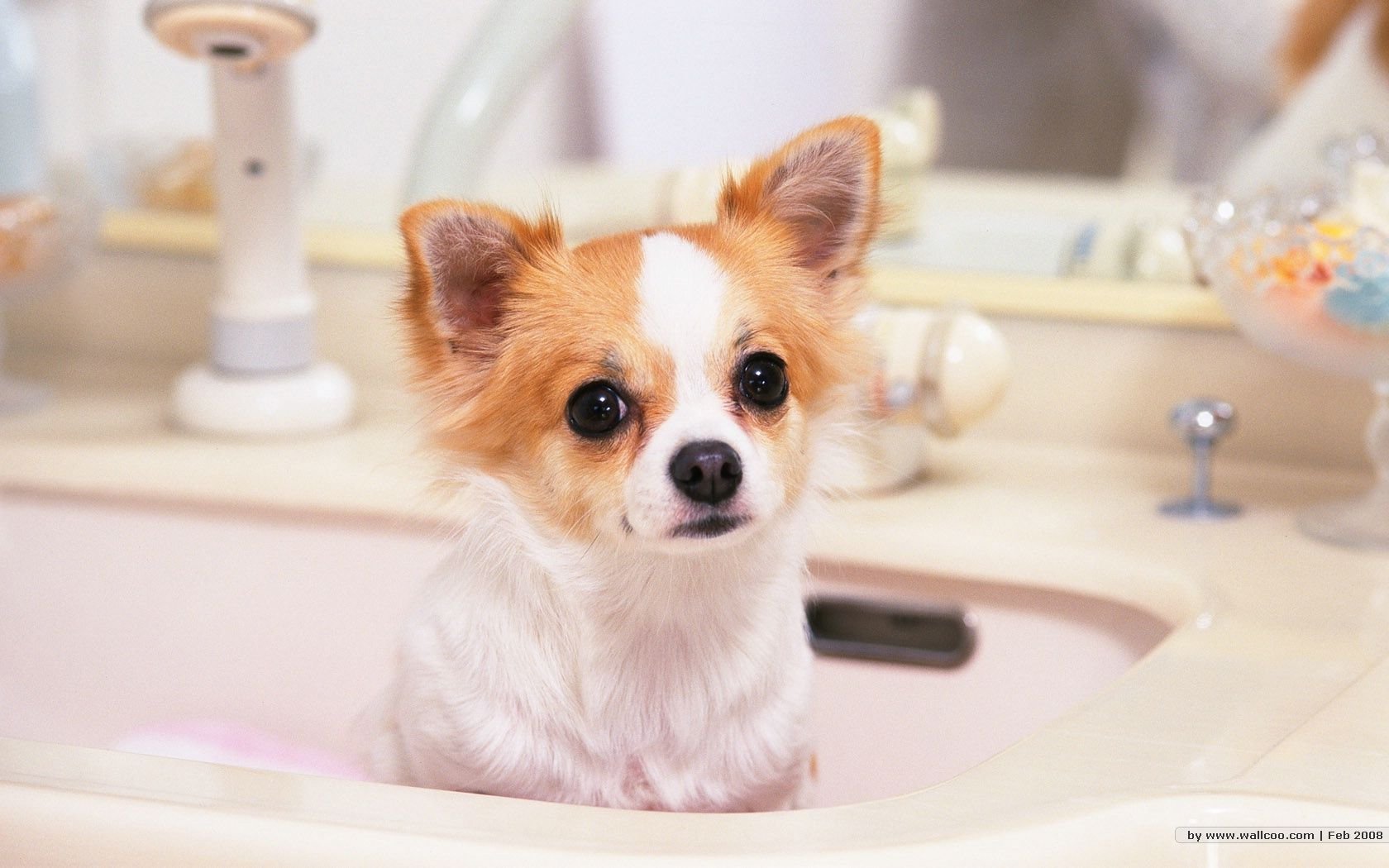 萌宠,汪星人,狗,卖萌,可爱,宠物,古灵精怪,憨态百出,儿童桌面专用