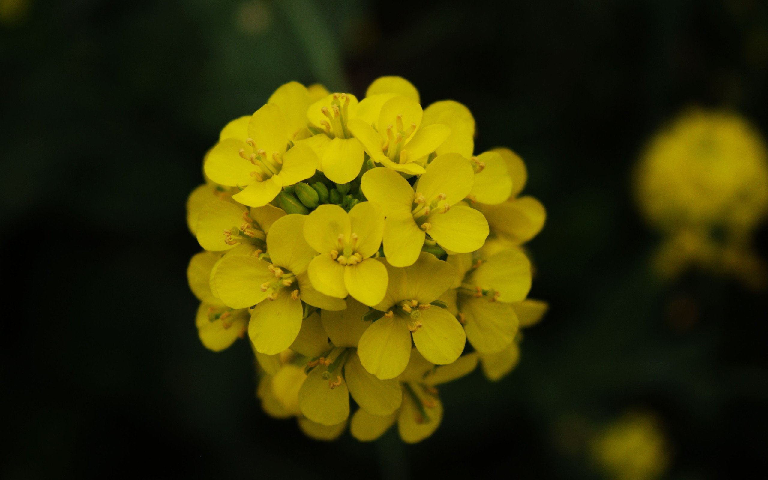 小清新,鸟语花香,花卉,1月25日,儿童桌面专用