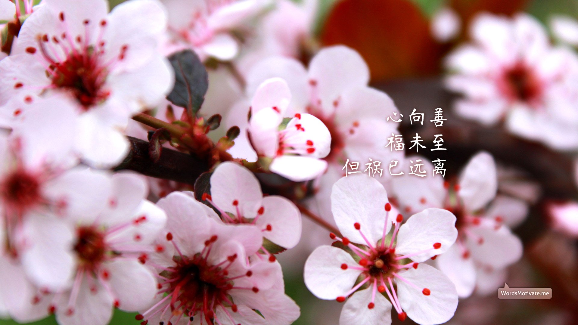 小清新,鸟语花香,花卉,一月六日,儿童桌面专用