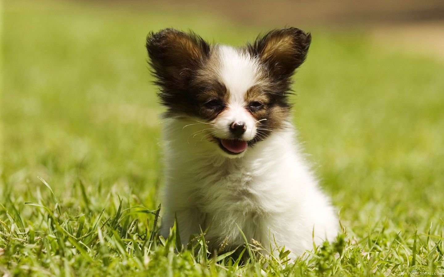 萌宠,汪星人,狗,卖萌,可爱,宠物,古灵精怪,憨态百出,儿童桌面专用