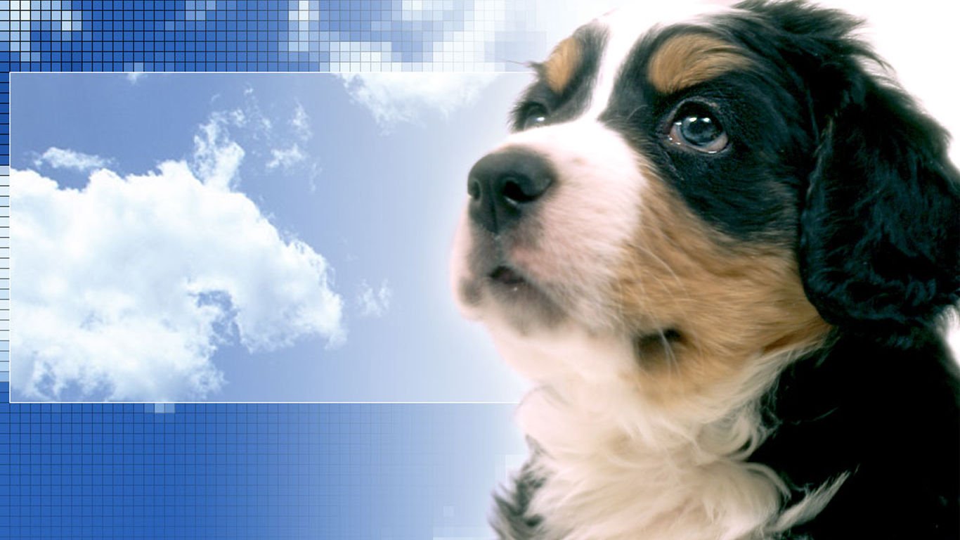 萌宠,汪星人,儿童桌面专用