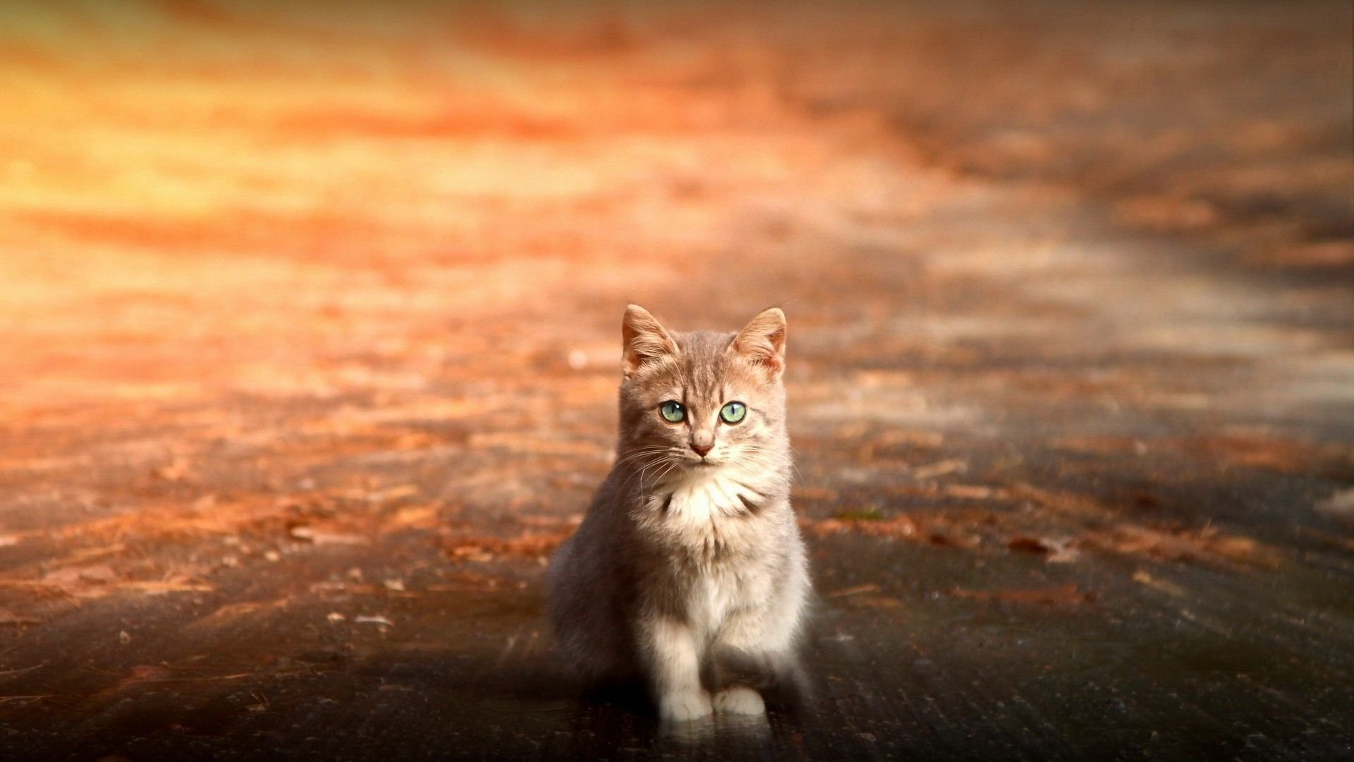 萌宠,喵星人,儿童桌面专用