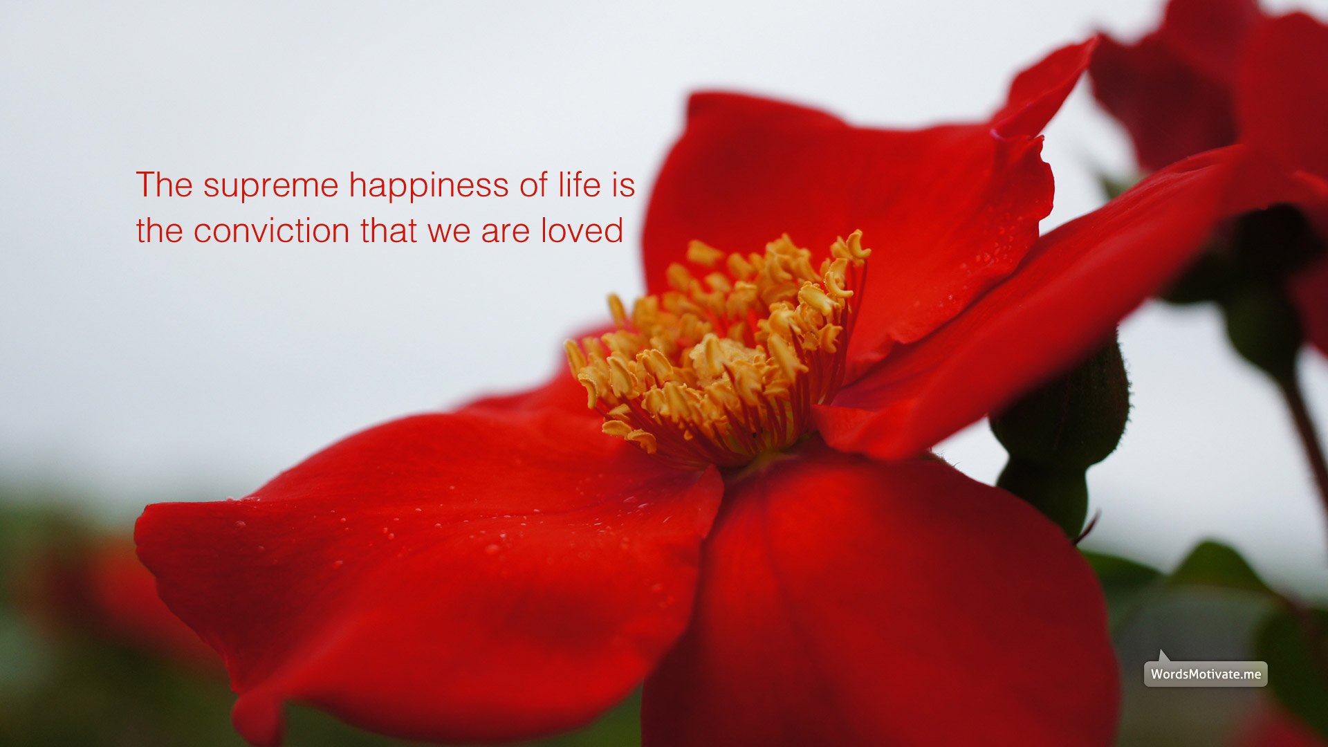 小清新,鸟语花香,花卉,一月五日,儿童桌面专用