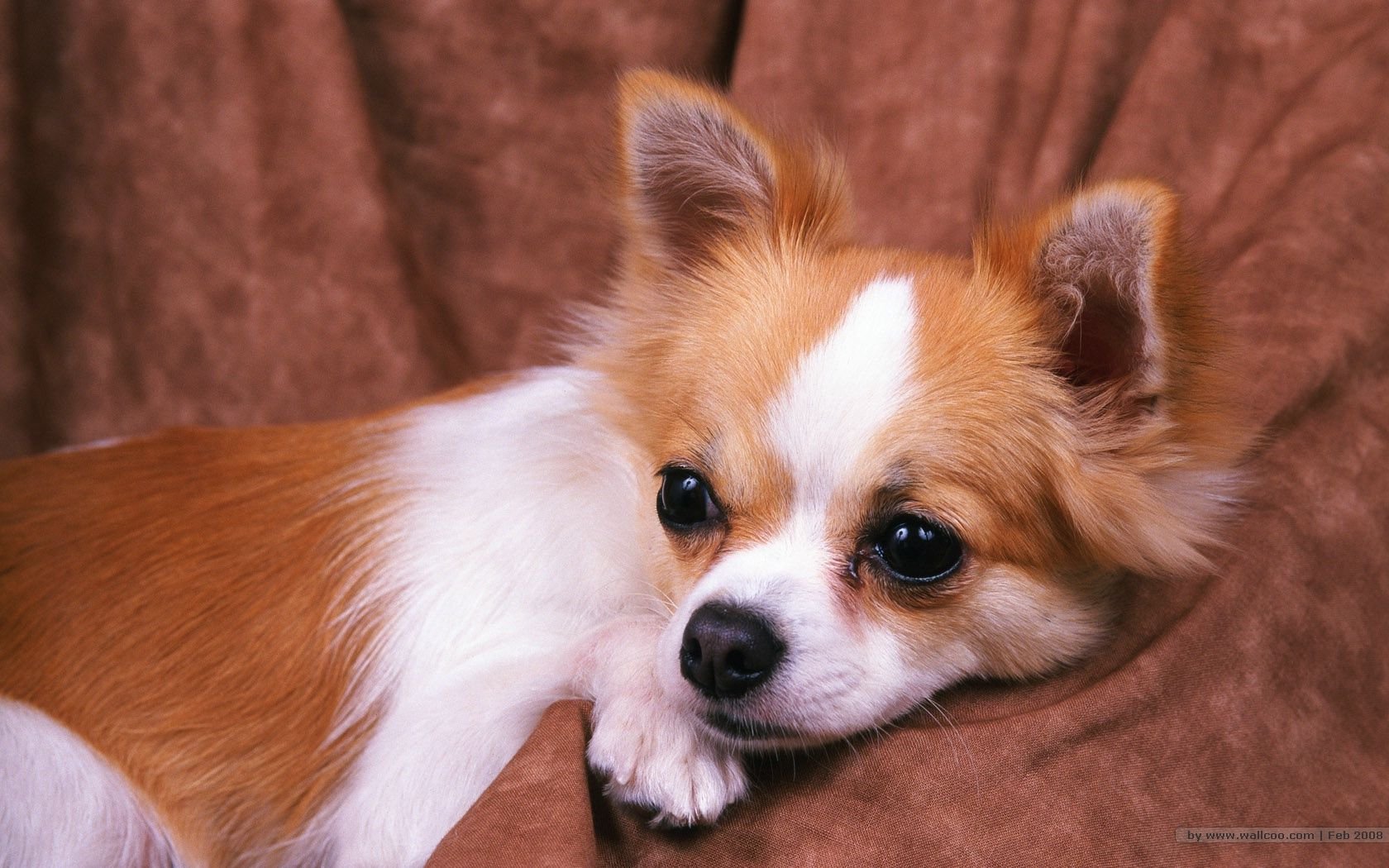 萌宠,汪星人,狗,卖萌,可爱,宠物,古灵精怪,儿童桌面专用