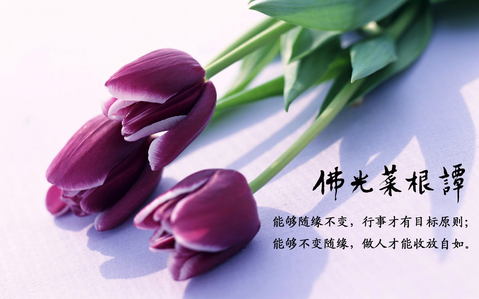 小清新,清新淡雅,佛光菜根谭,佛教主题,1月22日,儿童桌面专用