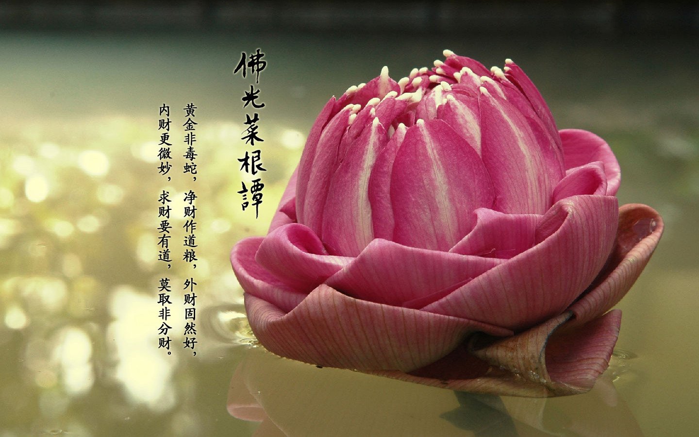 小清新,清新淡雅,佛光菜根谭,佛教主题,1月24日,儿童桌面专用