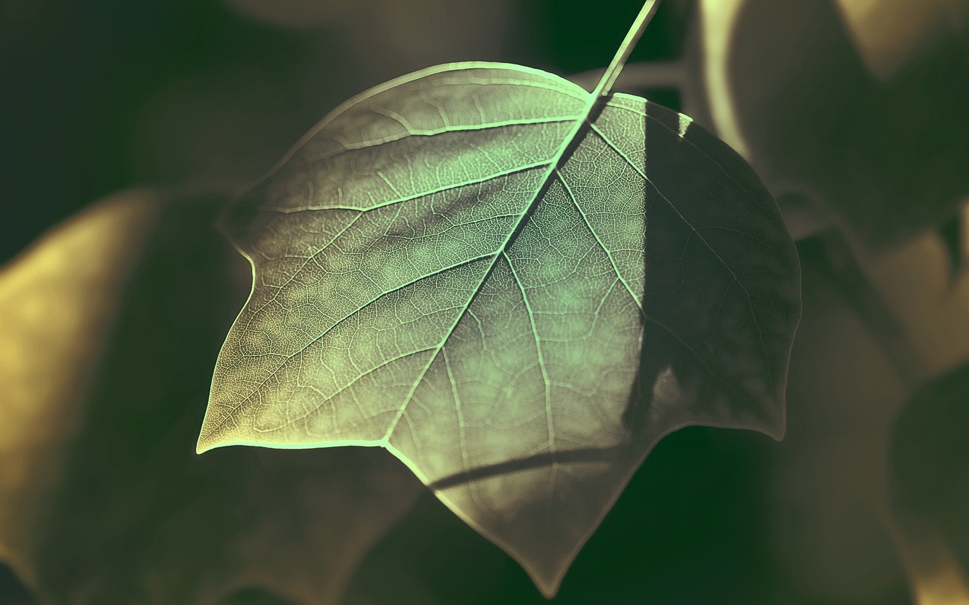 小清新,清新淡雅,树叶,一月十日,儿童桌面专用