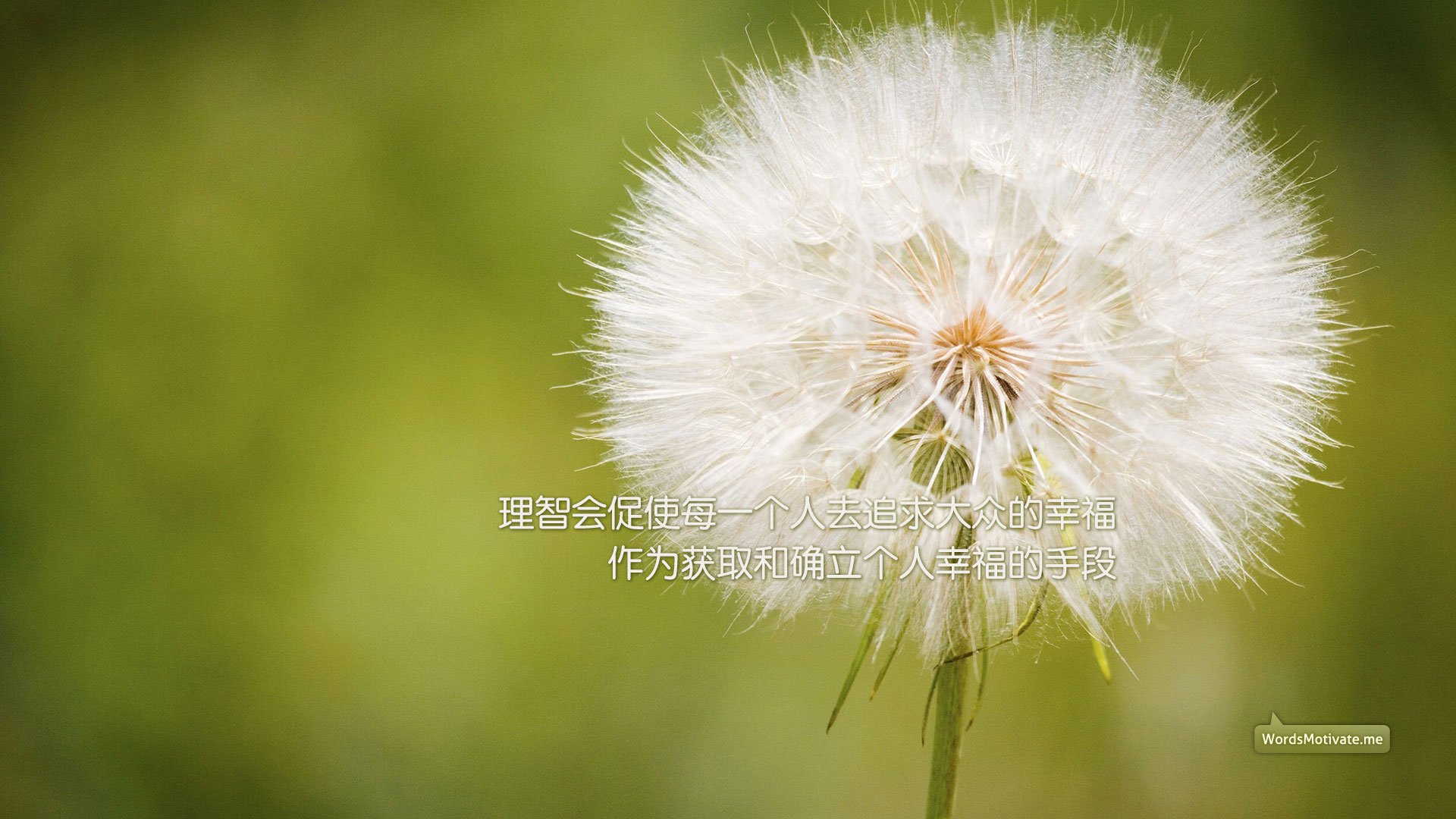 小清新,清新淡雅,蒲公英,一月六日,儿童桌面专用