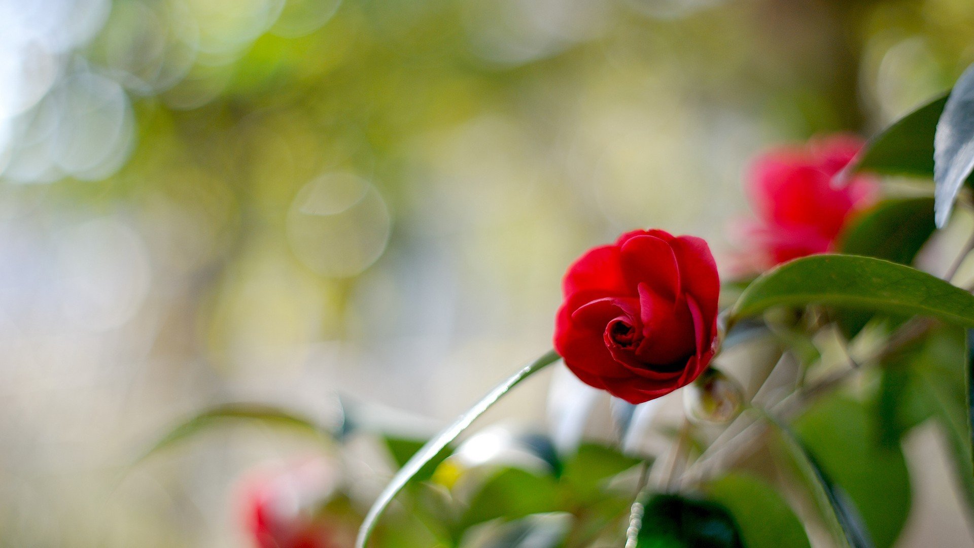 爱情美图,唯美温馨,玫瑰,浪漫