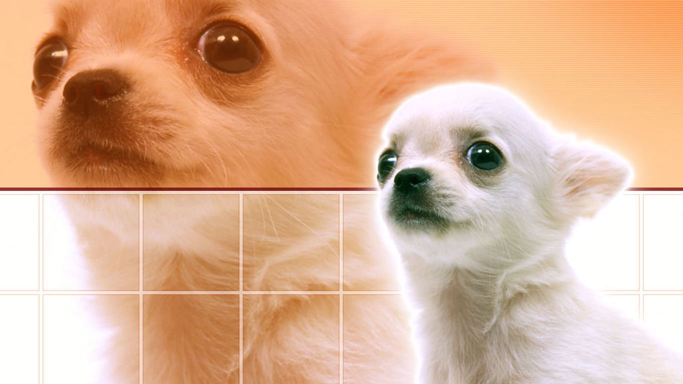 萌宠,汪星人,儿童桌面专用