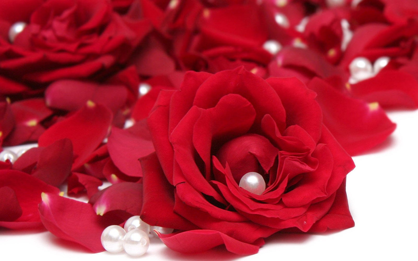 小清新,静物写真,玫瑰,1月28日,儿童桌面专用