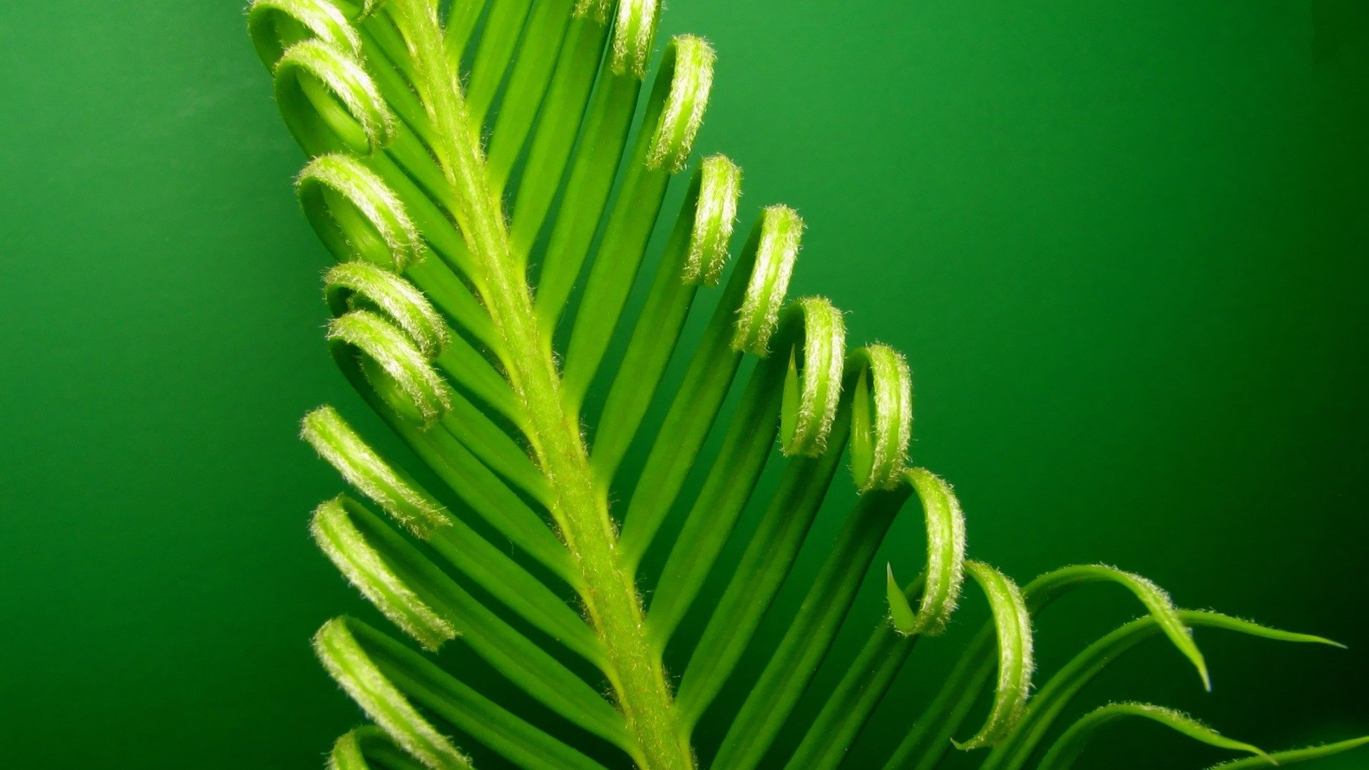 小清新,护眼壁纸,绿色,一月八日,儿童桌面专用