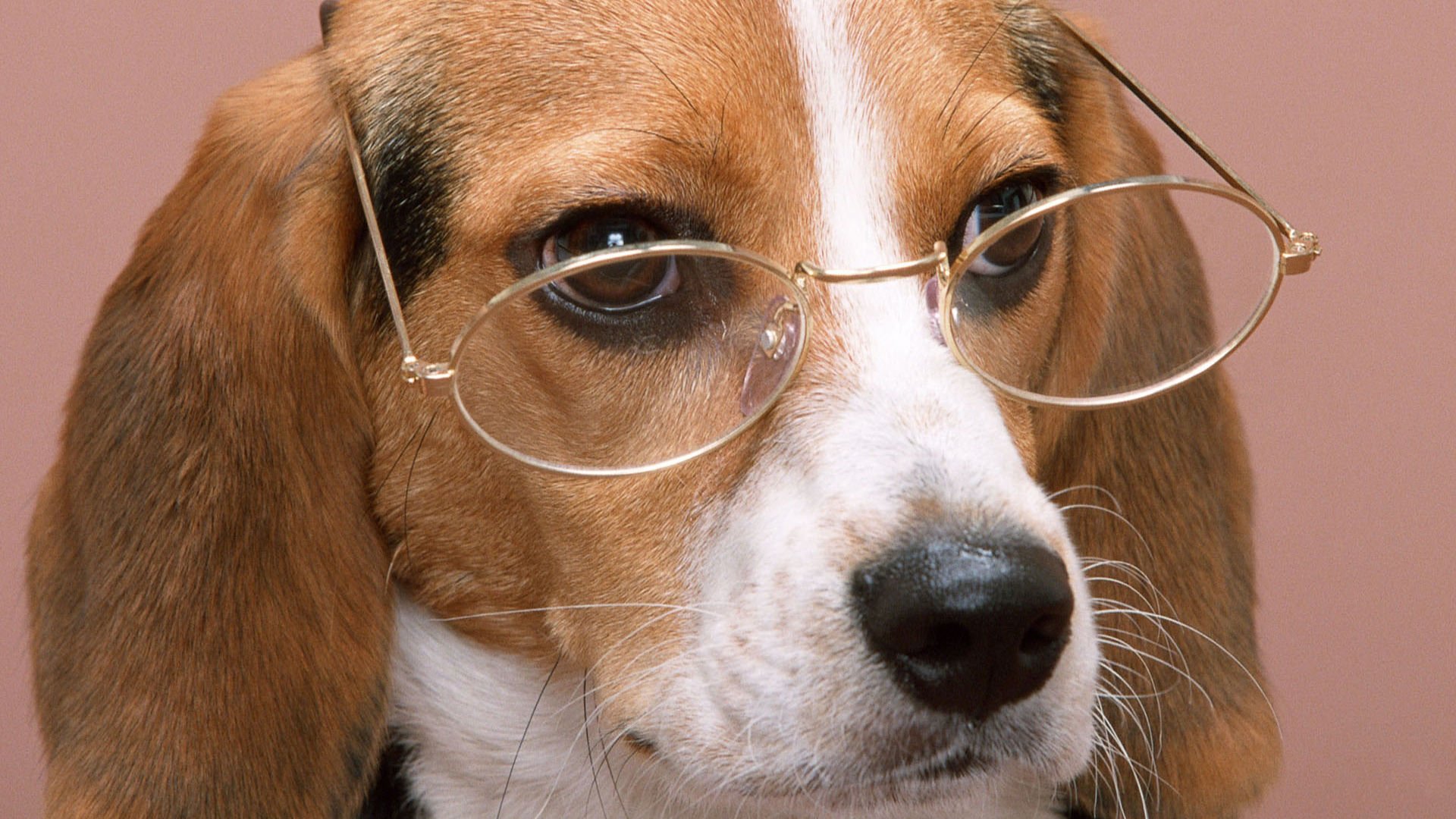 萌宠,汪星人,狗,宠物,卖萌,动物,古灵精怪,儿童桌面专用