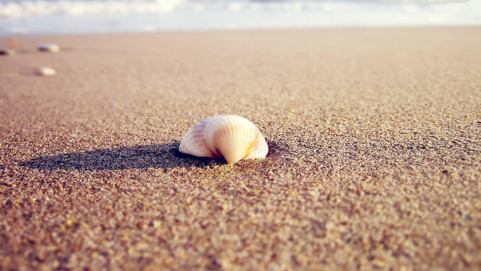 小清新,静物写真,贝壳,一月八日,儿童桌面专用