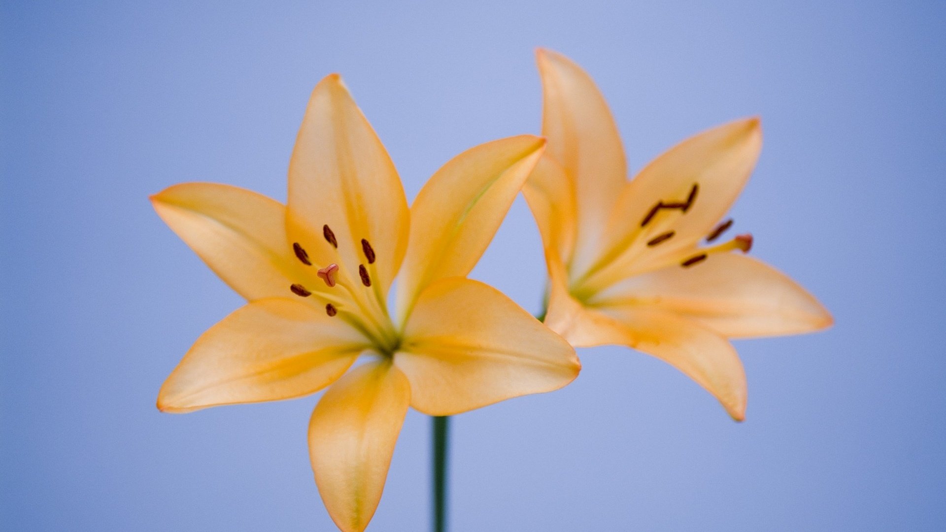 小清新,百合花,儿童桌面专用