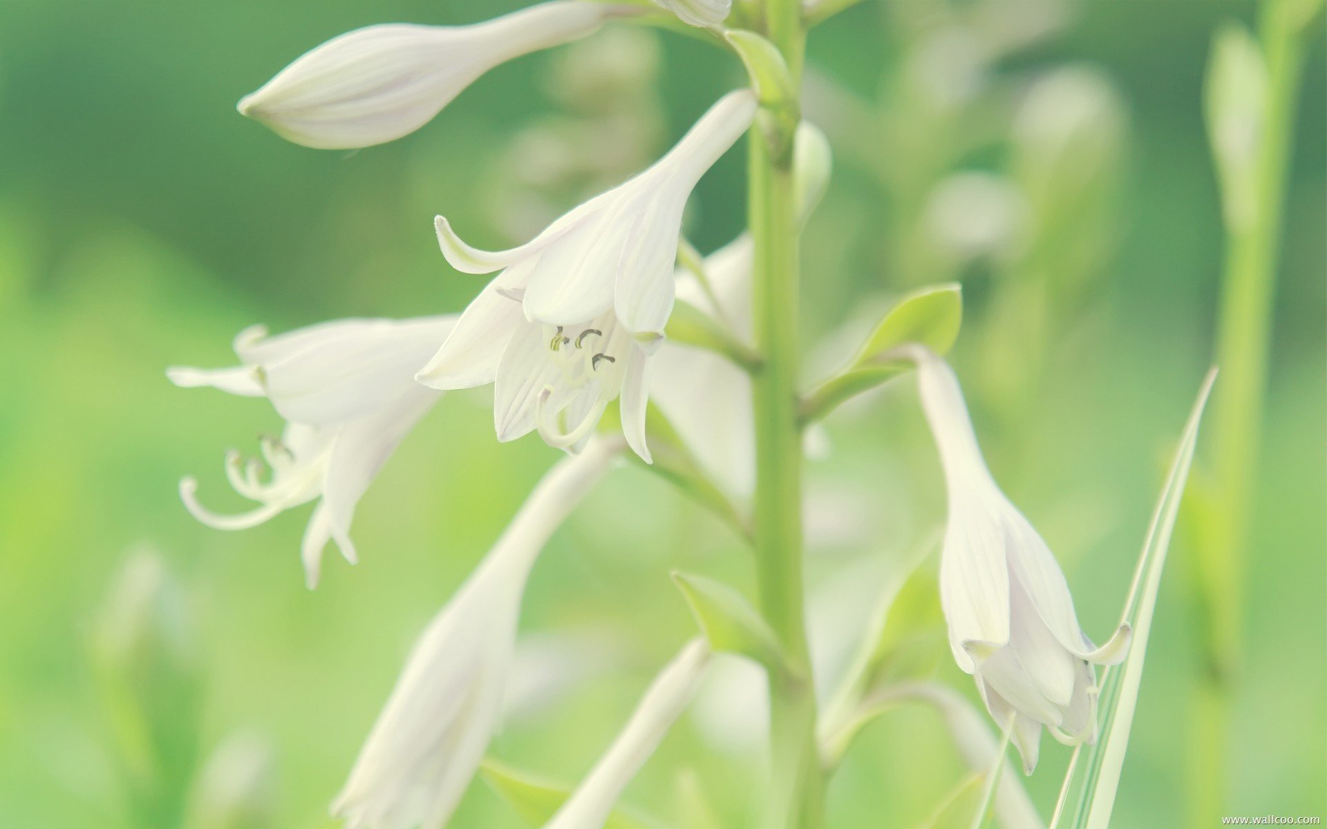 小清新,清新淡雅,花卉,十二月三十一日,儿童桌面专用