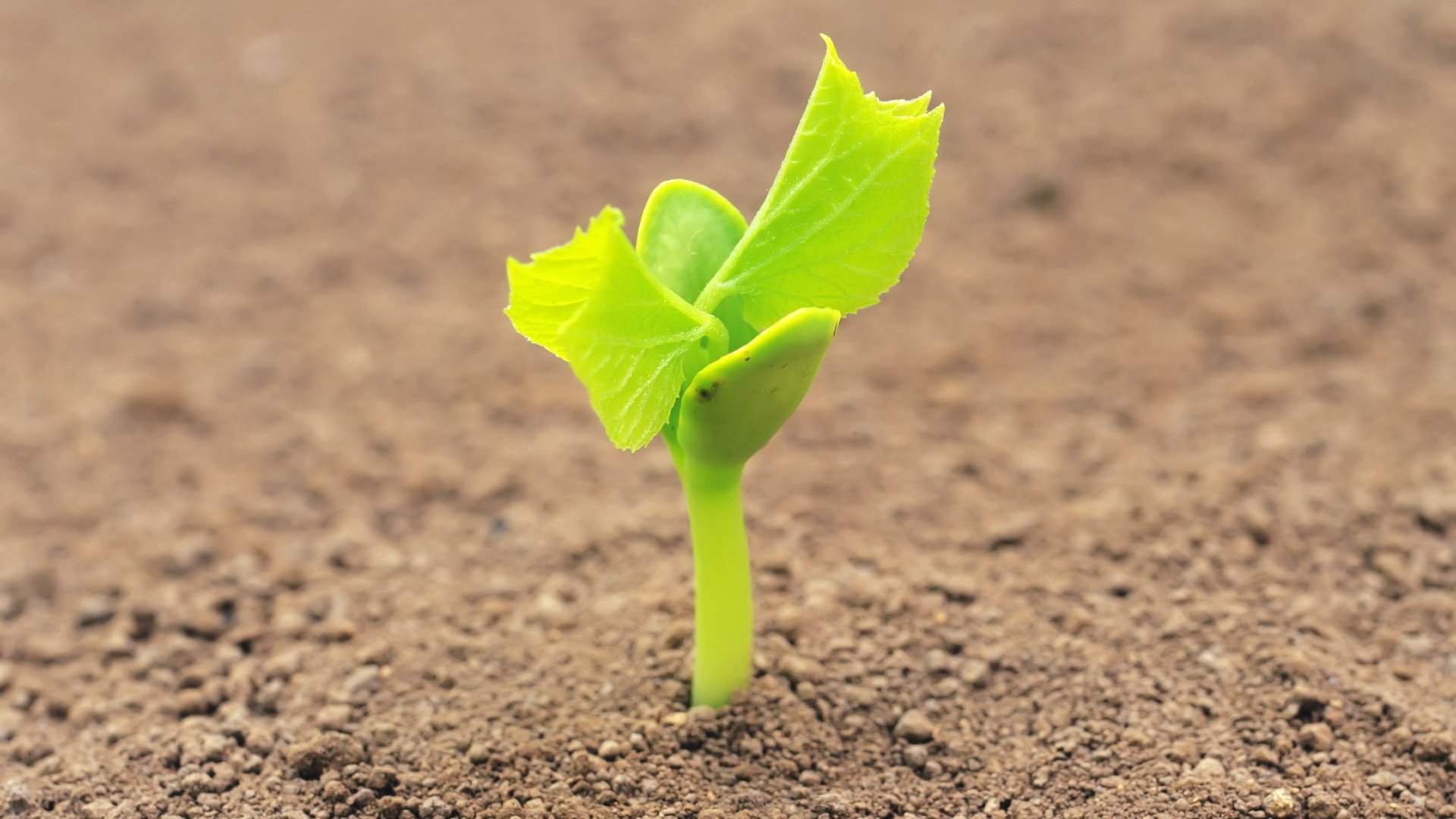 小清新,舒缓压力,绿芽,1月29日,儿童桌面专用