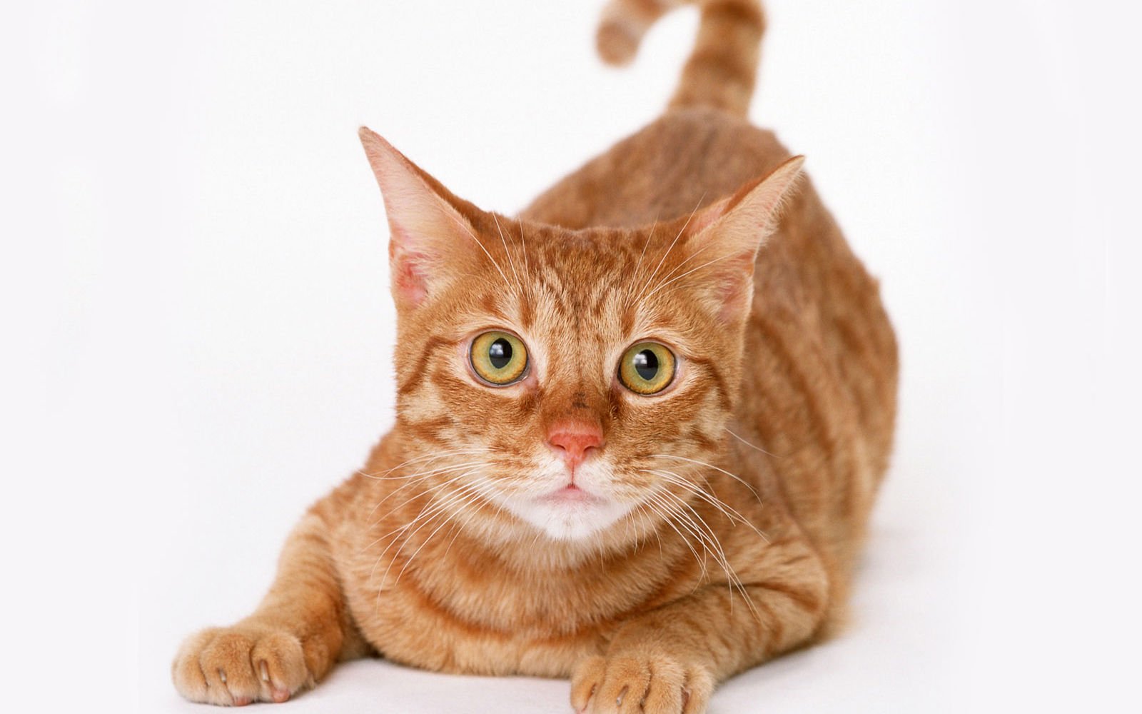 萌宠,喵星人,儿童桌面专用