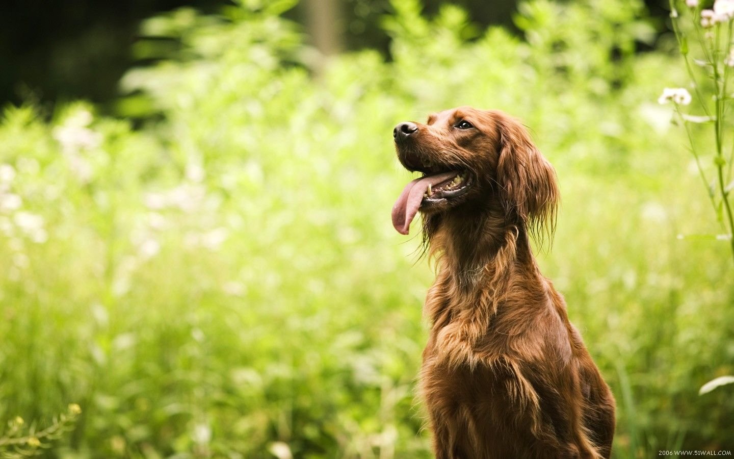 萌宠,汪星人,儿童桌面专用
