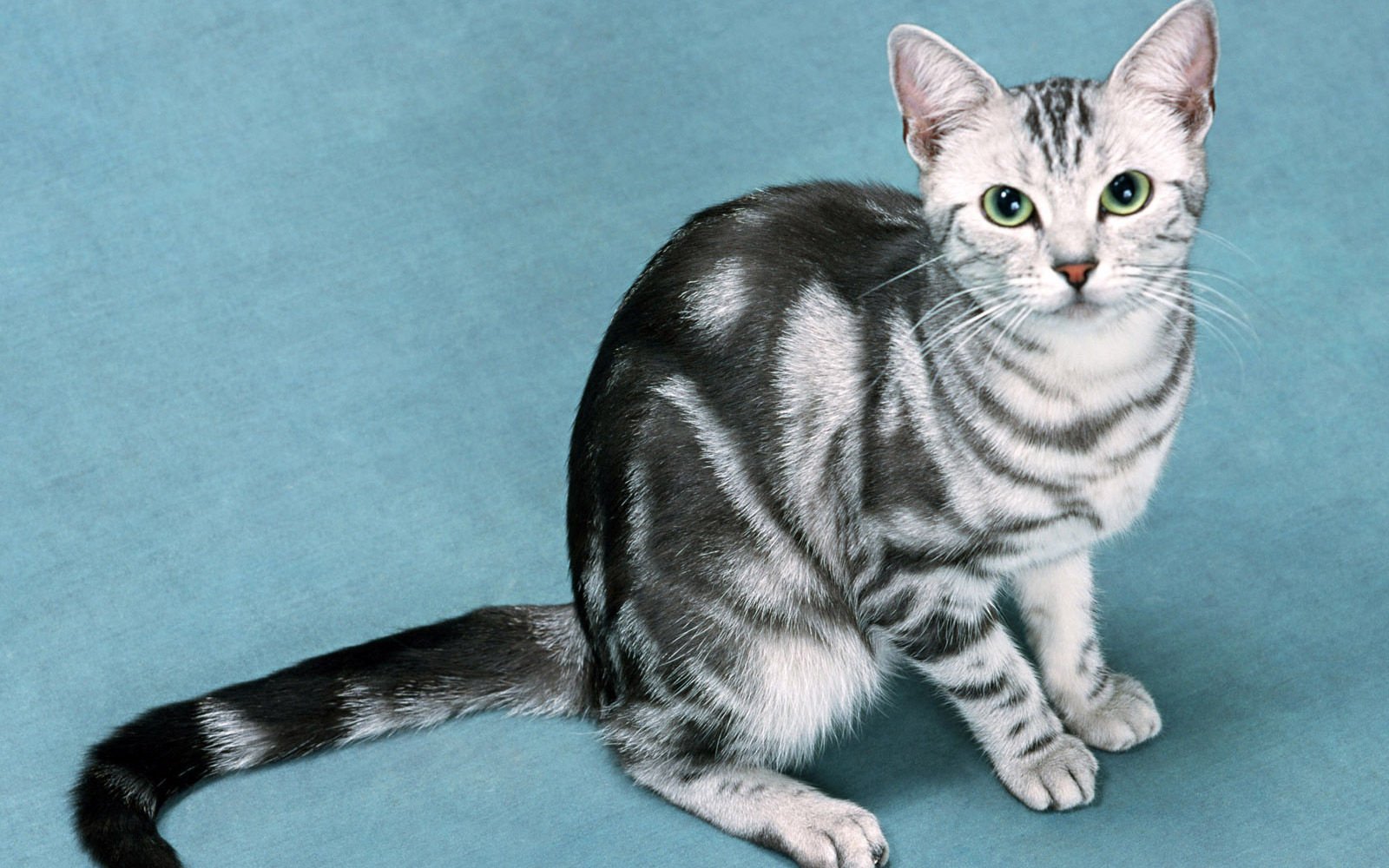 萌宠,喵星人,儿童桌面专用