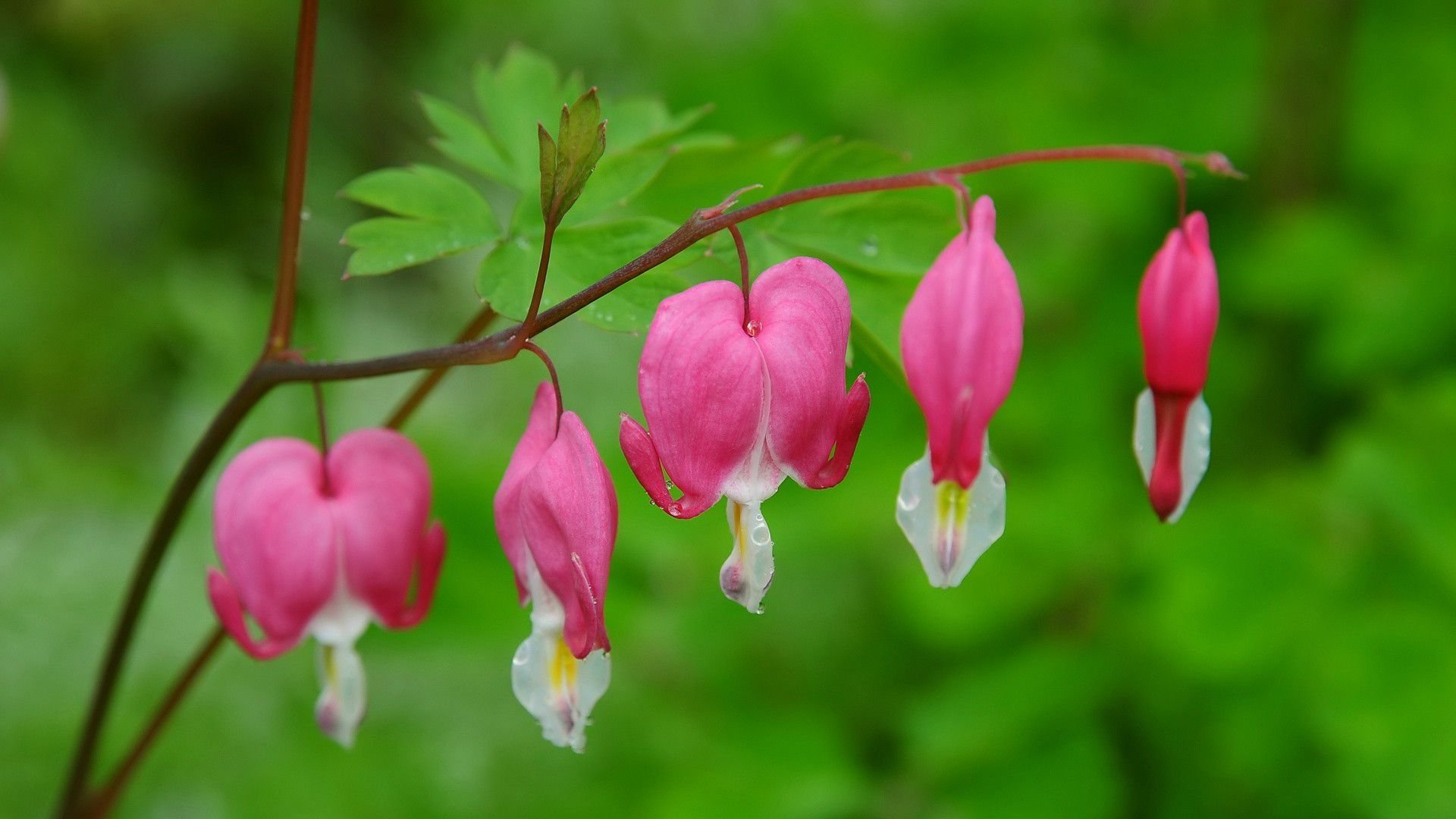 小清新,娇艳欲滴,花卉,2月20日,儿童桌面专用