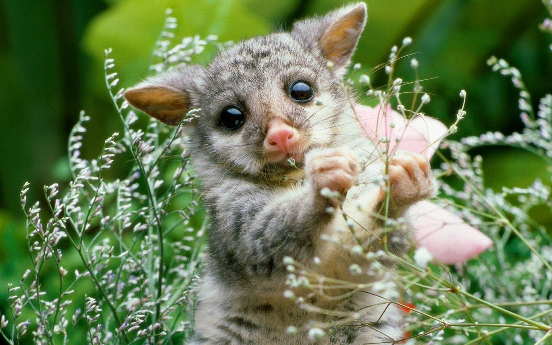 萌宠,古灵精怪,儿童桌面专用