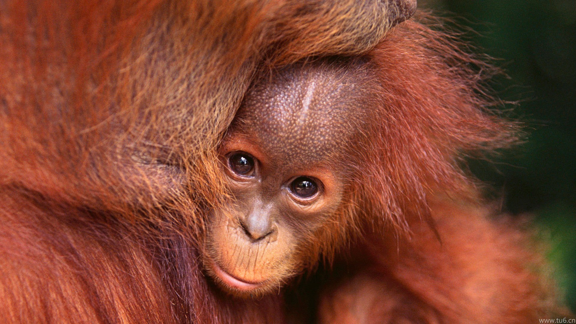 萌宠,野生动物,猩猩,儿童桌面专用