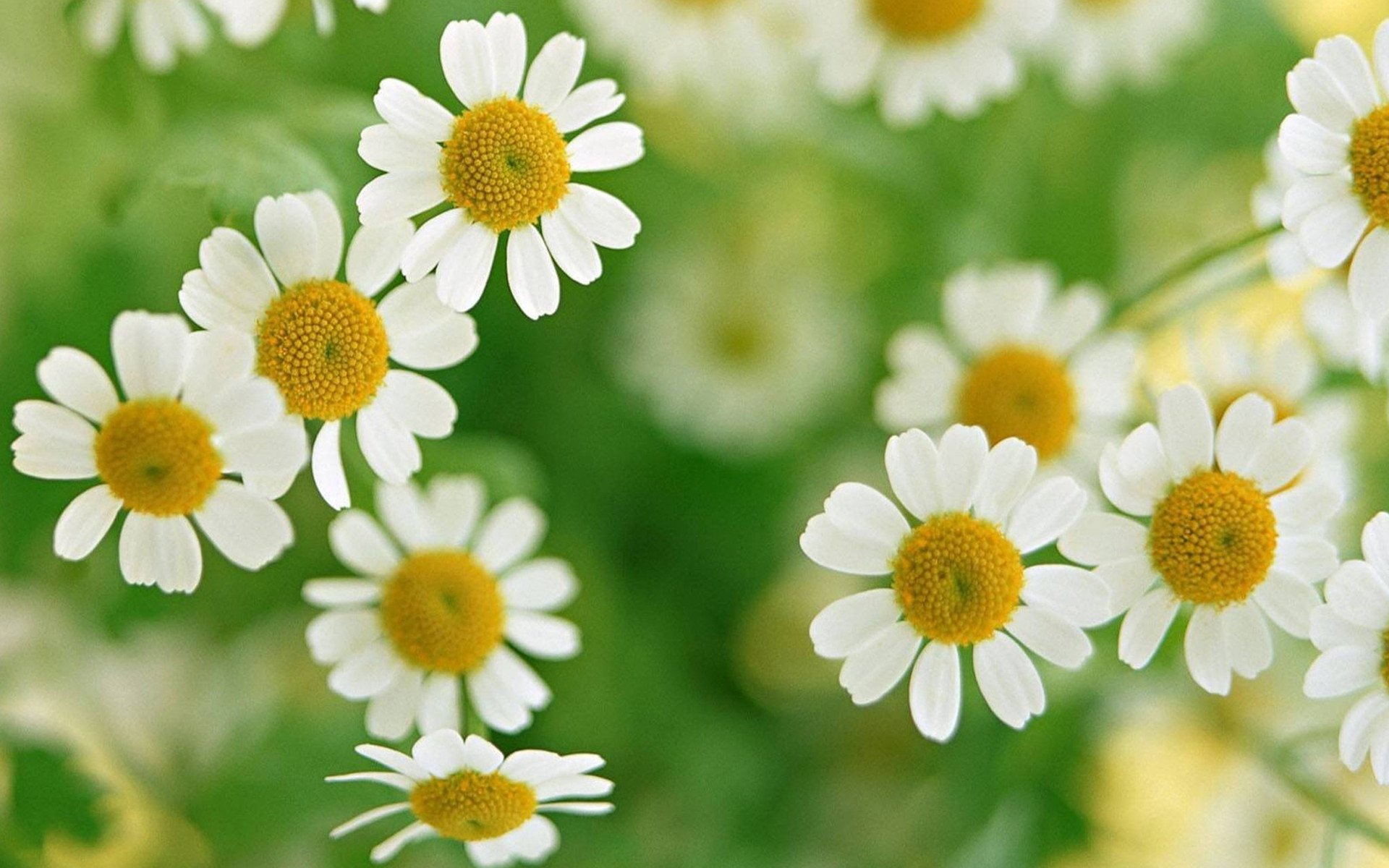 小清新,鸟语花香,花卉,2月27日,儿童桌面专用