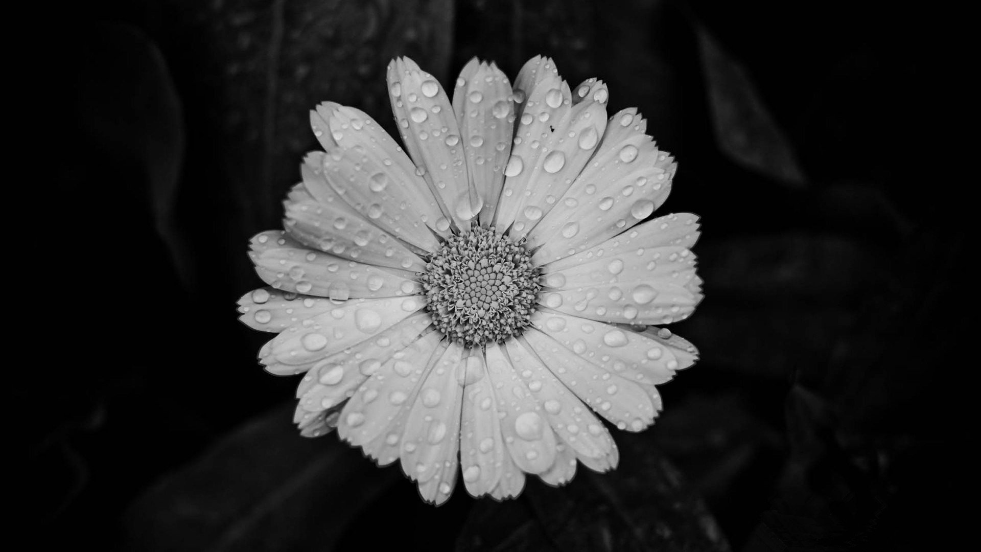 小清新,静物写真,花卉,2月4日