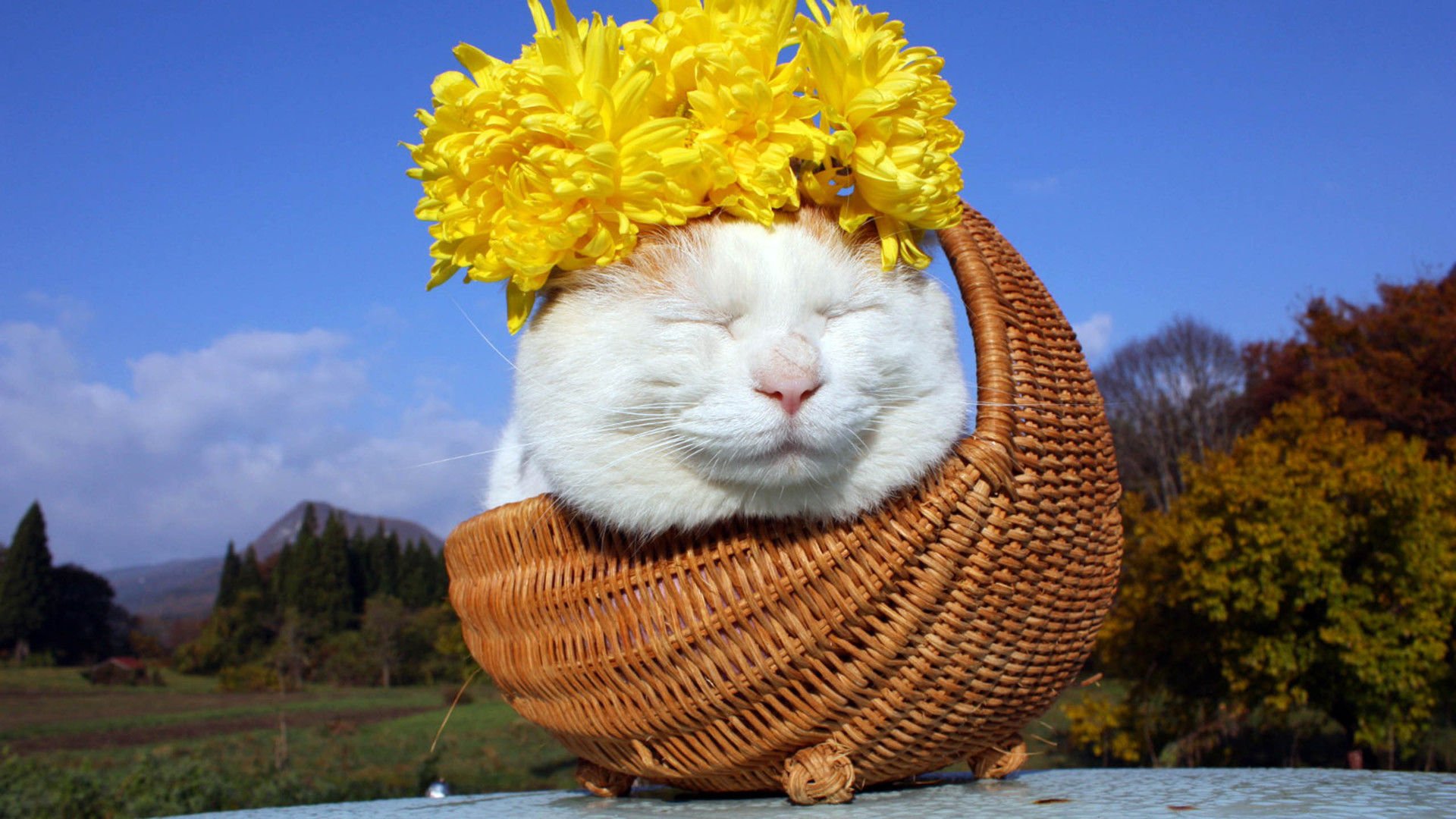 萌宠,喵星人,猫,卖萌,可爱,儿童桌面专用