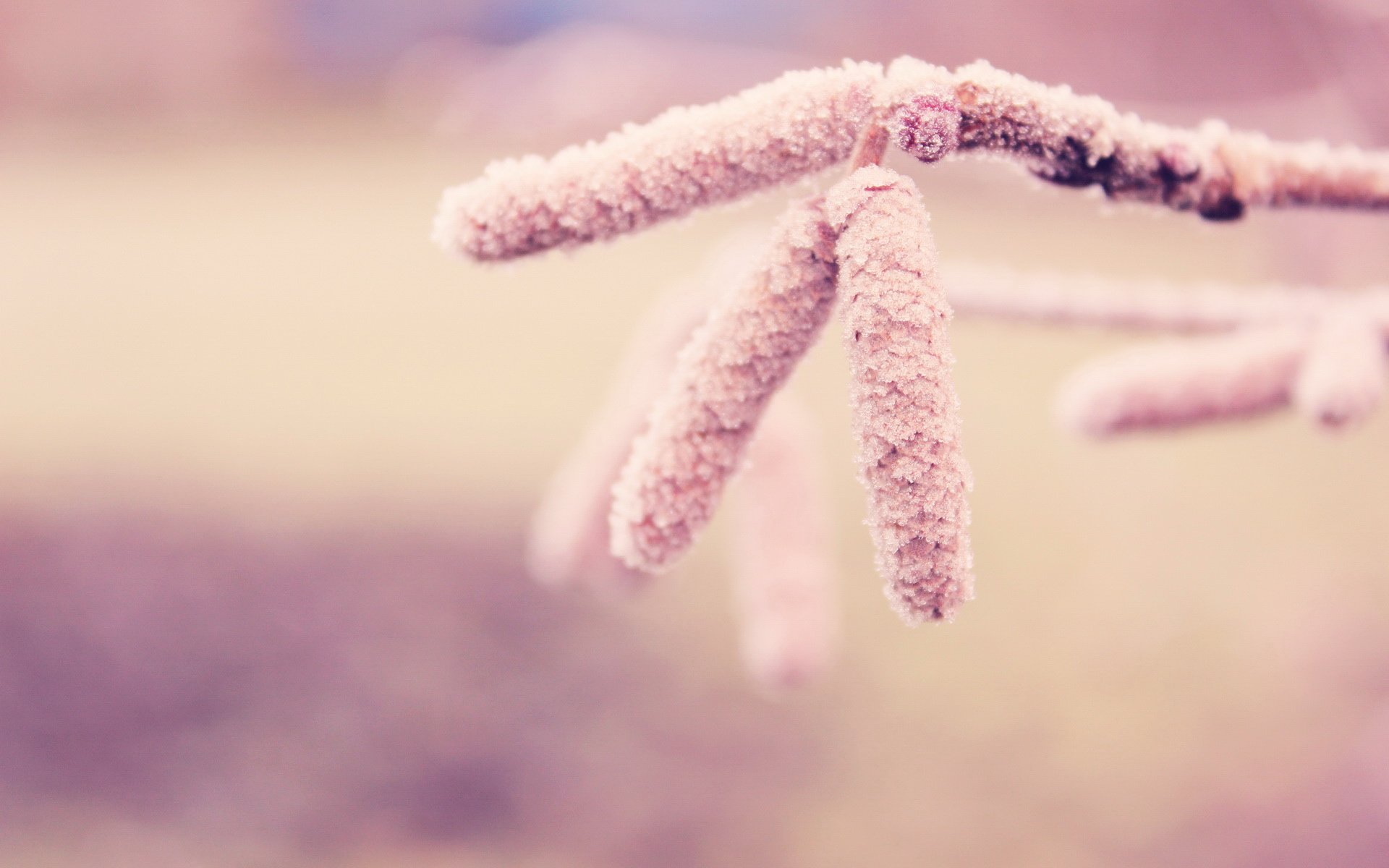 小清新,清新淡雅,2月22日,儿童桌面专用