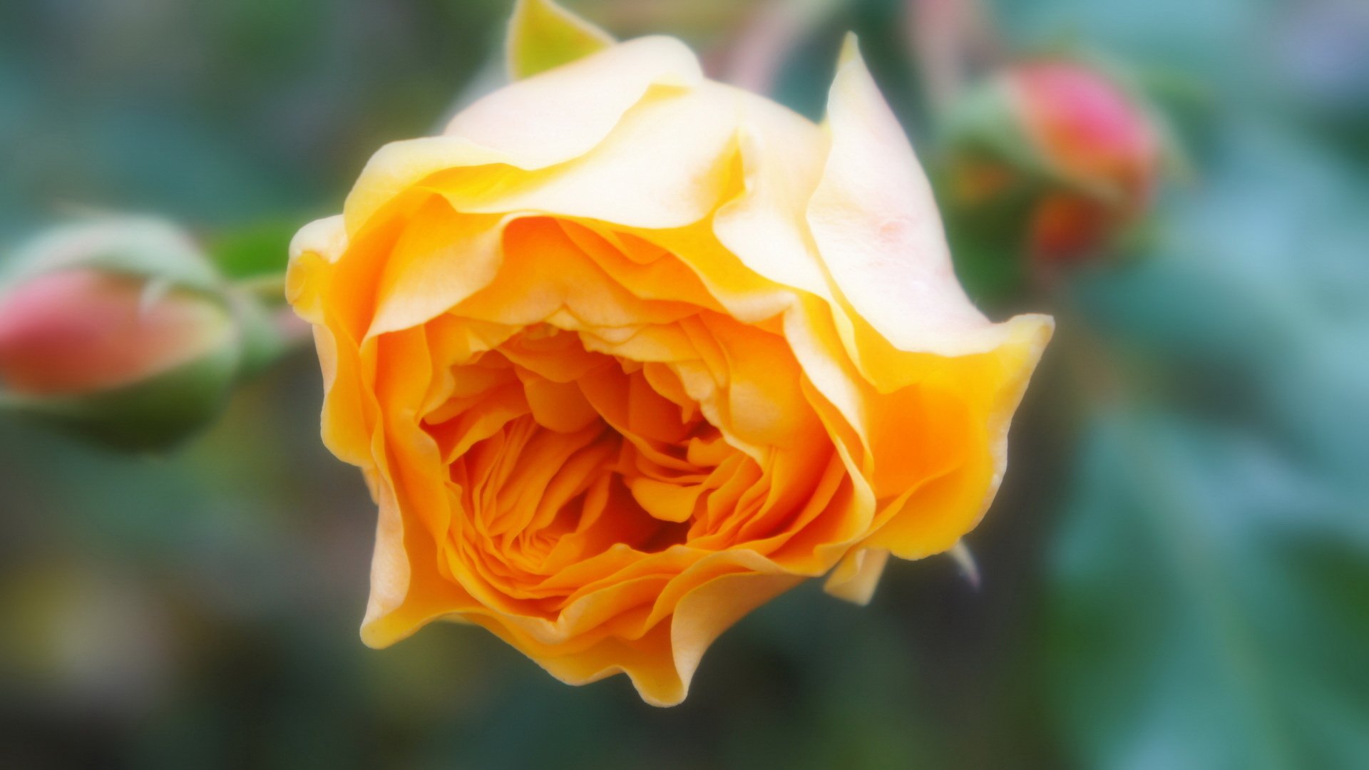 小清新,娇艳欲滴,花卉,月17日,儿童桌面专用