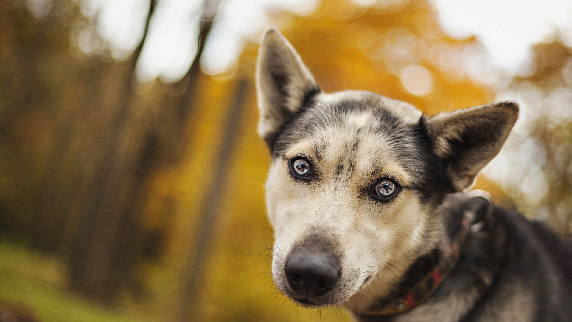 萌宠,狗,汪星人,卖萌,儿童桌面专用
