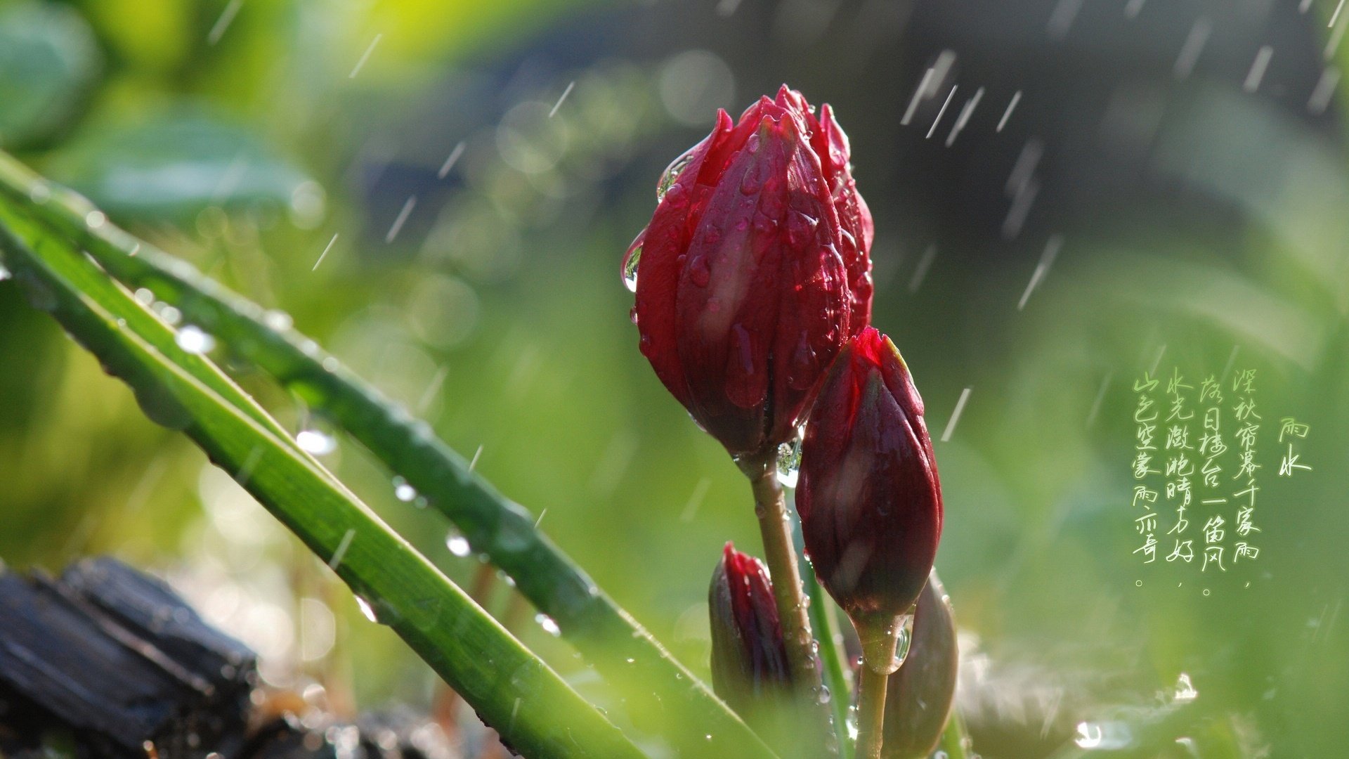 节日,节气,雨水,24节气,儿童桌面专用