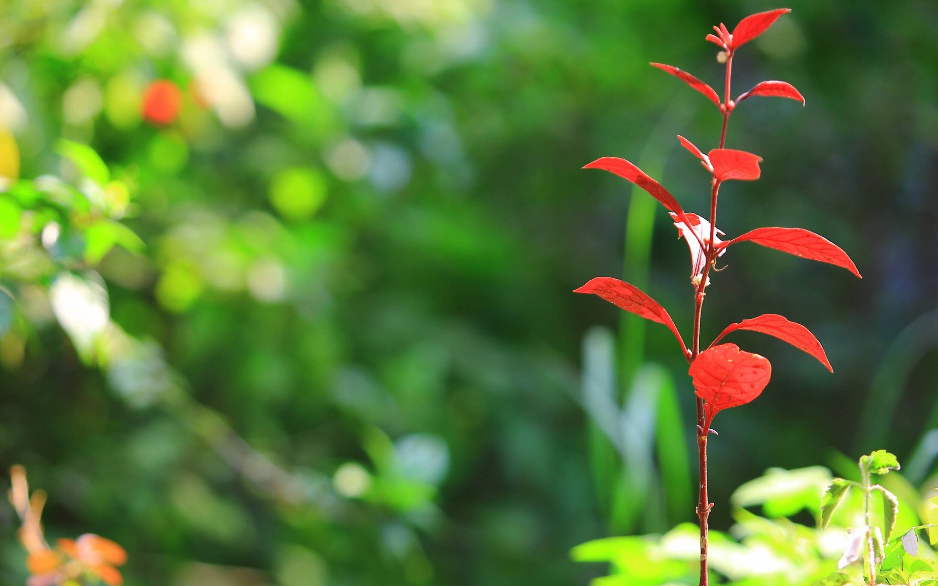 小清新,清新淡雅,1月31日,儿童桌面专用